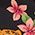 Color Swatch - Black Ground Floral
