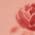 Color Swatch - Pink