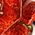 Color Swatch - Red