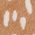 Color Swatch - Camel
