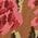 Color Swatch - Floral