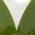 Color Swatch - Green