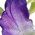 Color Swatch - Purple