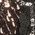 Color Swatch - Brown