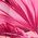 Color Swatch - Floral