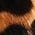 Color Swatch - Animal
