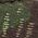 Color Swatch - Green