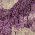 Color Swatch - Purple