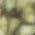 Color Swatch - Green