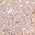 Color Swatch - Pink