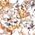 Color Swatch - White