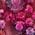 Color Swatch - Pink