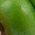 Color Swatch - Green