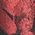 Color Swatch - Red