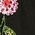 Color Swatch - Floral