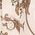 Color Swatch - Ivory