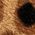 Color Swatch - Animal