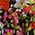 Color Swatch - Floral