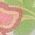 Color Swatch - Floral