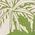 Color Swatch - Ivory