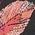 Color Swatch - Floral