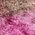 Color Swatch - Purple