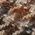 Color Swatch - Brown