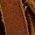 Color Swatch - Brown/Gold