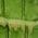 Color Swatch - Green