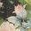 Color Swatch - Floral