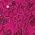 Color Swatch - Pink