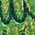 Color Swatch - Medium Green