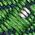Color Swatch - Green
