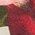 Color Swatch - Floral