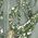 Color Swatch - Green