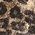 Color Swatch - Brown