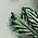 Color Swatch - Green