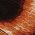 Color Swatch - Animal
