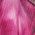 Color Swatch - Pink
