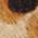 Color Swatch - Animal