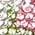 Color Swatch - Rhinestone Floral