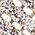Color Swatch - White