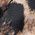 Color Swatch - Animal