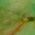 Color Swatch - Green