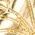 Color Swatch - Gold