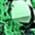 Color Swatch - Green