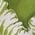 Color Swatch - Green