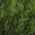 Color Swatch - Olive