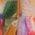 Color Swatch - Lime Multi