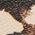 Color Swatch - Brown